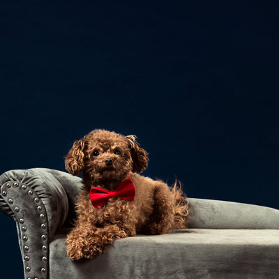 Red bowtie